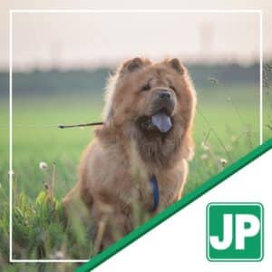Perkins - Chow Chow