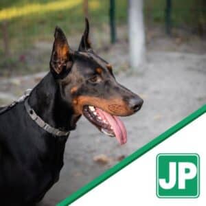 Doberman