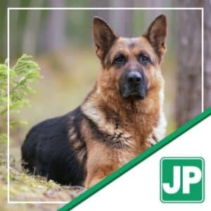 Perkins - German Shepherd