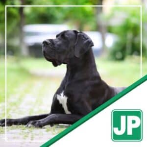 Perkins - Great Dane