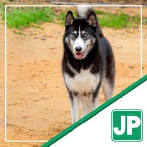 Husky