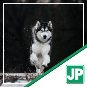 Malamute