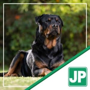Perkins - Rottweiler