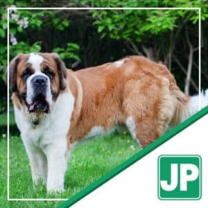 Perkins - St. Bernard