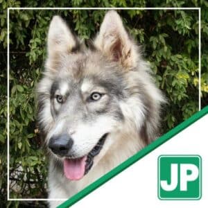 Perkins - Wolf Dog Hybrid