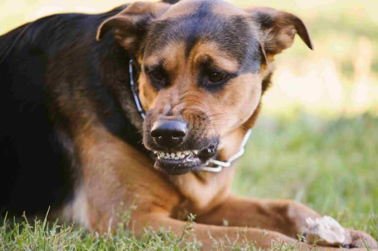 What Victims Need to Know About Dog Bite Laws in Connecticut