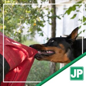 Stamford Dog Bite Accident Lawyer 